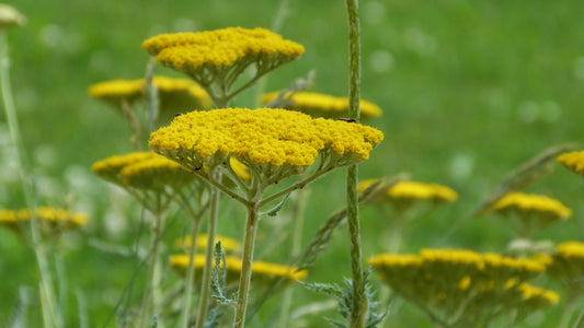 Gold Yarrow Live Plant, 3.5 Inch Pot