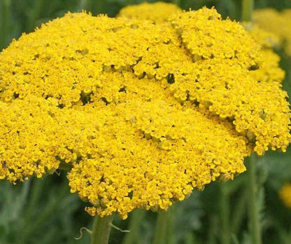 Gold Yarrow Live Plant, 3.5 Inch Pot