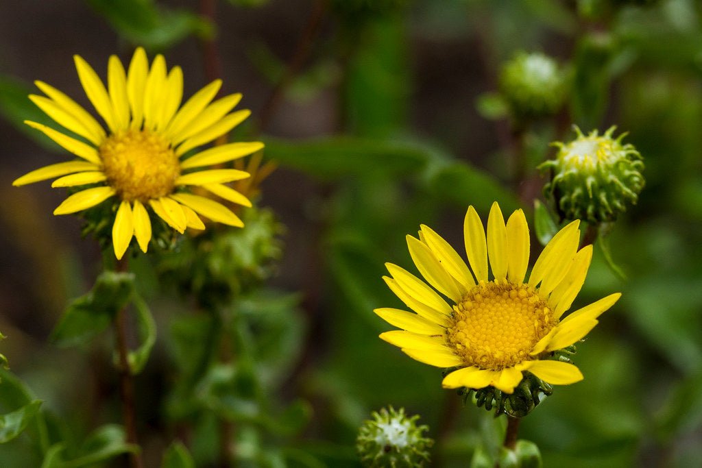 Gumweed Live Plant, 3.5 Inch Pot