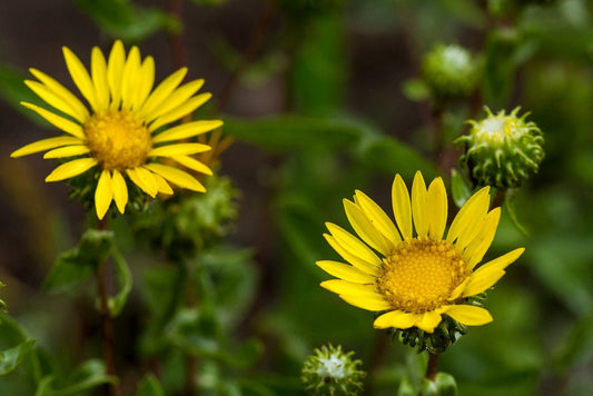 Gumweed Live Plant, 3.5 Inch Pot