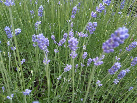 English Lavender Live Plant, 3.5 Inch Pot