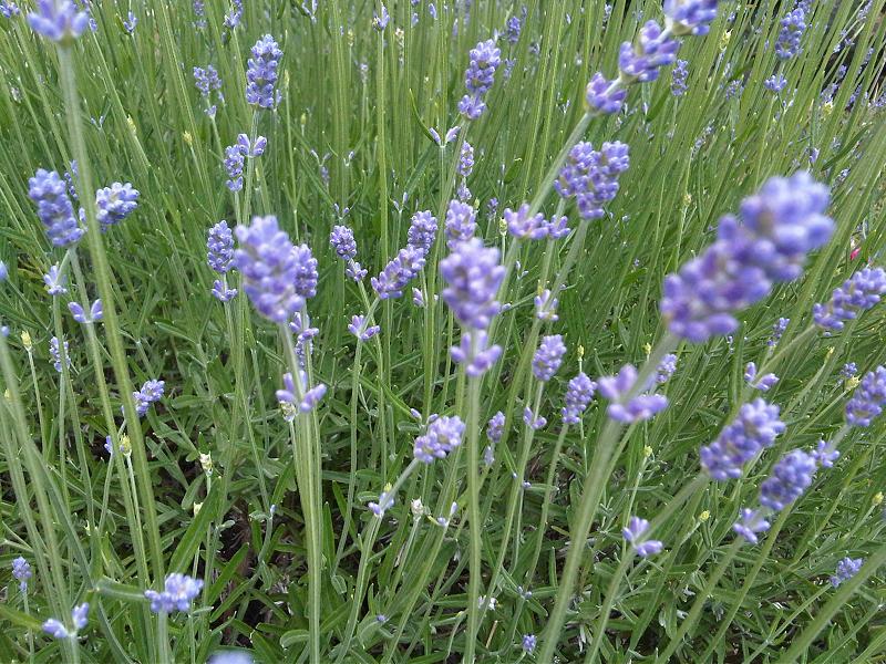 English Lavender Live Plant, 3.5 Inch Pot