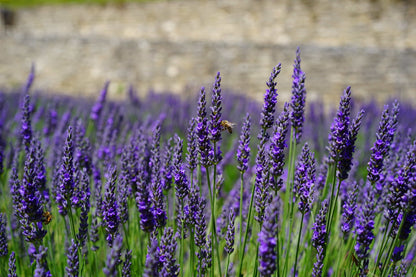 English Lavender Live Plant, 3.5 Inch Pot