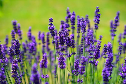 English Lavender Live Plant, 3.5 Inch Pot