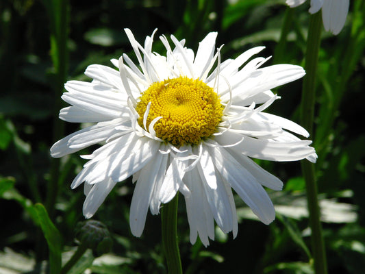 Crazy Daisy Live Plant, 3.5 Inch Pot
