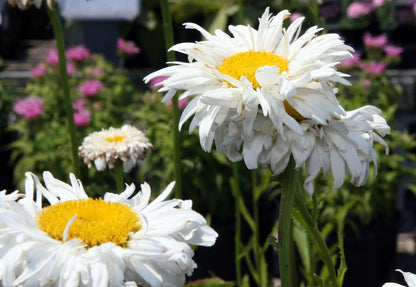 Crazy Daisy Live Plant, 3.5 Inch Pot