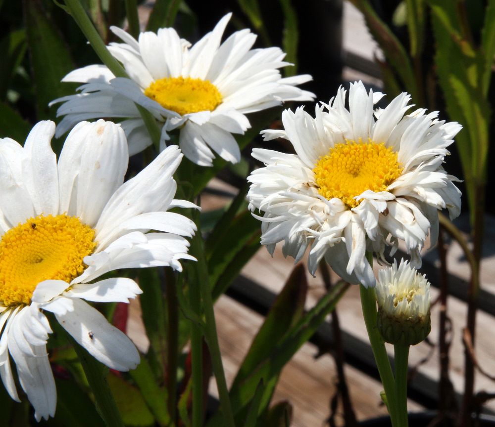 Crazy Daisy Live Plant, 3.5 Inch Pot