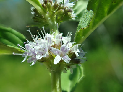 Wild Mint Live Plant, 3.5 Inch Pot