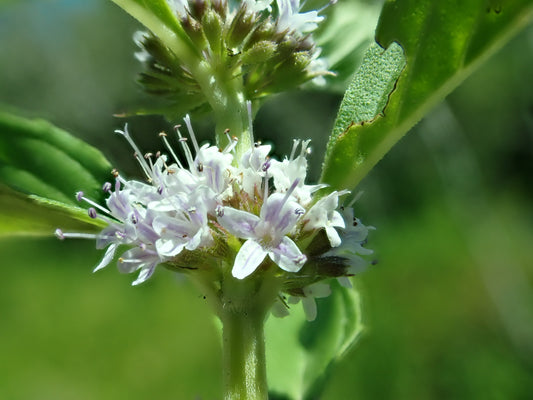 Wild Mint Live Plant, 3.5 Inch Pot