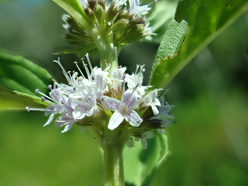 Wild Mint Live Plant, 3.5 Inch Pot
