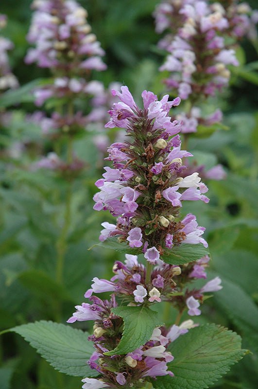 Pink Catmint Live Plant, 3.5 Inch Pot