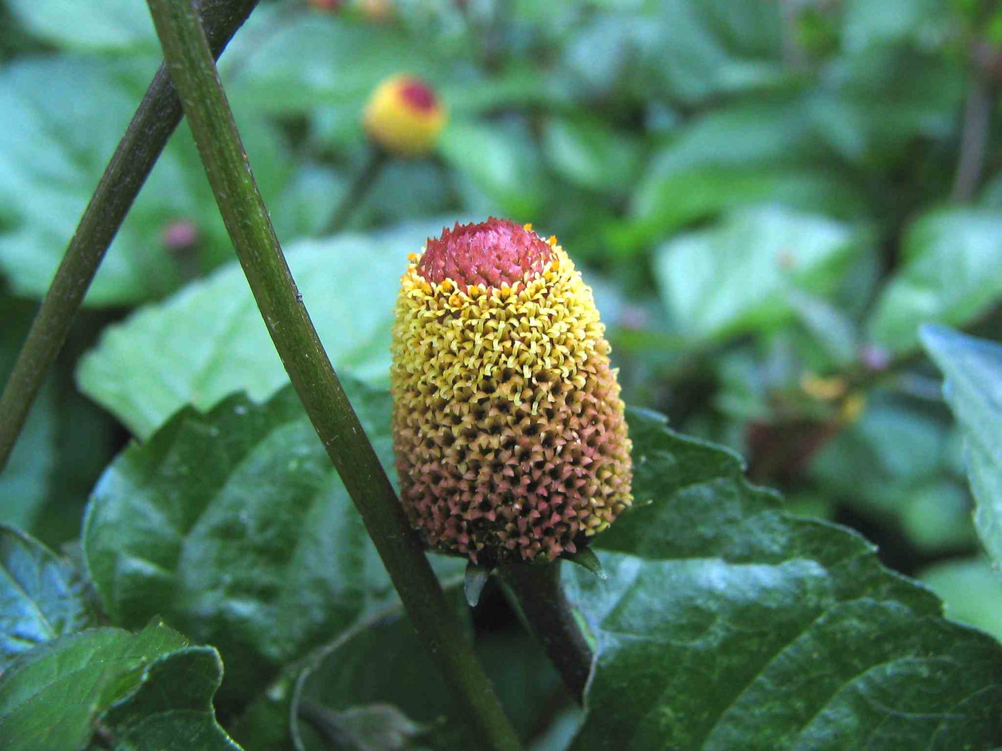 Spilanthes Live Plant, 2.5 Inch Pot