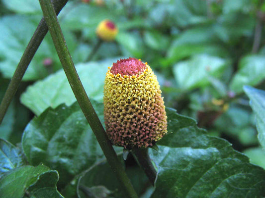 Spilanthes Live Plant, 2.5 Inch Pot