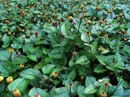 Spilanthes Live Plant, 2.5 Inch Pot