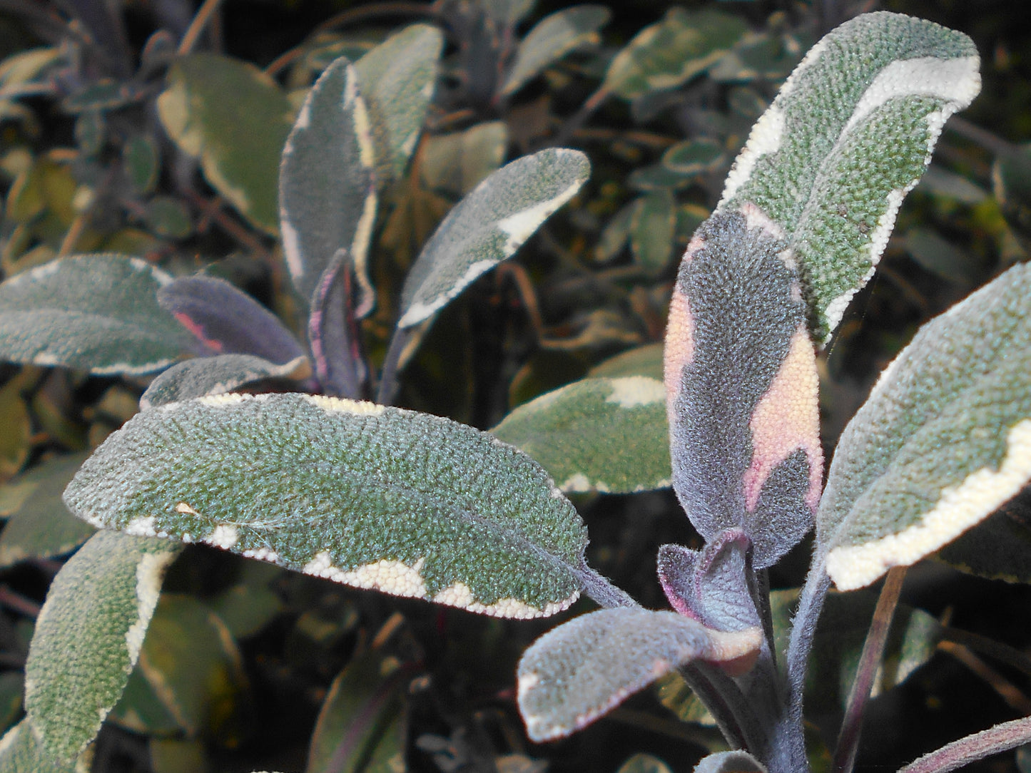 Tricolor Sage Live Plant, 3.25 Inch Pot