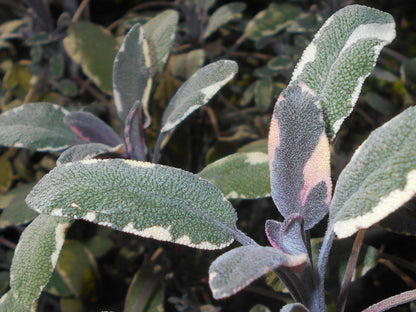 Tricolor Sage Live Plant, 3.25 Inch Pot