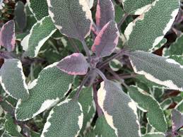 Tricolor Sage Live Plant, 3.25 Inch Pot