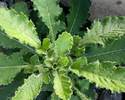 Wild Lettuce Live Plant, 3.5 Inch Pot