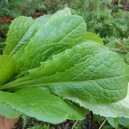 Wild Lettuce Live Plant, 3.5 Inch Pot