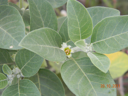 Ashwagandha Vedic Live Plant, 3.25 Inch Pot