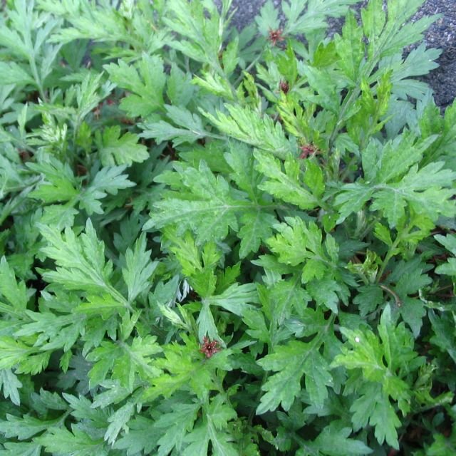 Yomogi Live Plant, 3.25 Inch Pot
