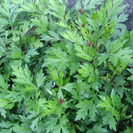 Yomogi Live Plant, 3.25 Inch Pot