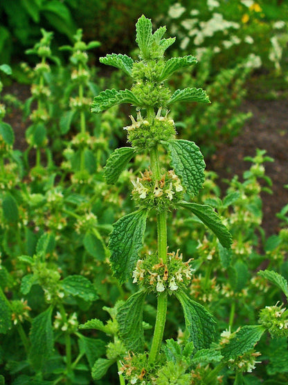 Horehound Live Plant, 3.5 Inch Pot