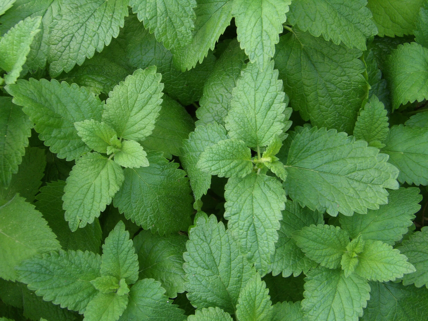 Lemon Balm Plant, 3.5 Inch Pot