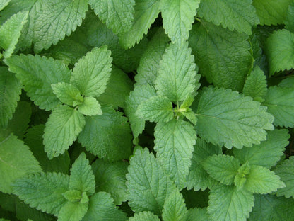 Lemon Balm Plant, 3.5 Inch Pot
