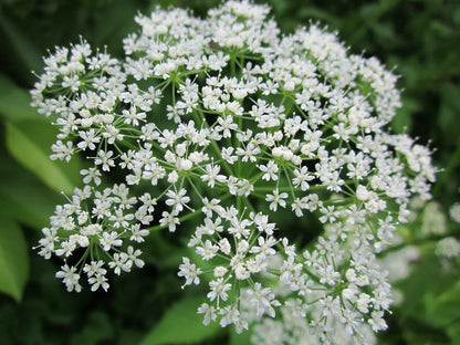 Valerian Plant Starter Plugs, Perennial Herb for Pollinator Gardens, Fragrant Pink-White Blooms