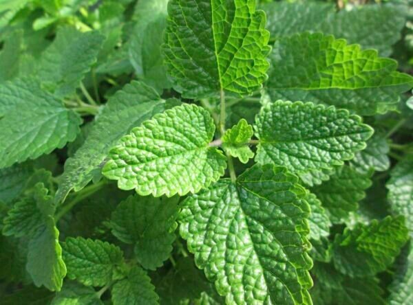 Lemon Balm Plant, 3.5 Inch Pot
