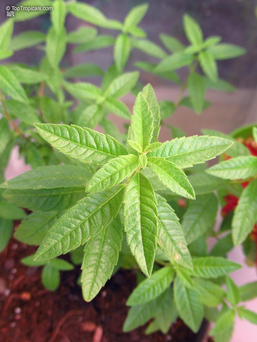 Lemon Verbena Plant, 3 Starter Plugs, Tender Perennial Herb