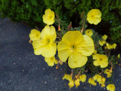 Evening primrose starter plugs, 3 plants for native gardens, fragrant dusk-blooming flowers
