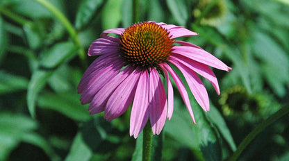 Echinacea Live Plant (Purple Coneflower) 2.5 Inch Pot