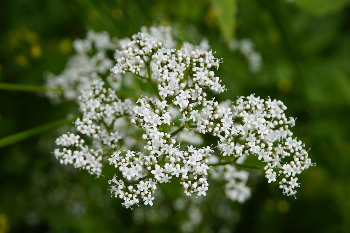 Valerian Plant Starter Plugs, Perennial Herb for Pollinator Gardens, Fragrant Pink-White Blooms