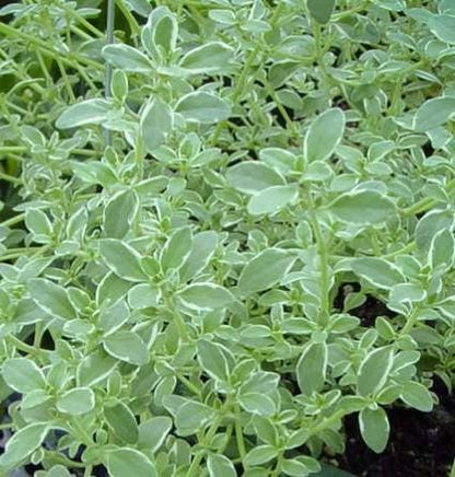 Silver Queen Thyme Plant, Compact Herb for Containers, 3.25 Inch Pot