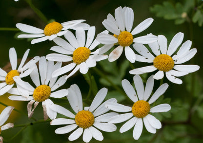 Feverfew Live Plant, 3.25 Inch Pot or Quart Pot, Perennial