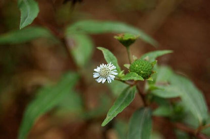 Eclipta Alba Plant (3.5 Inch Pot)