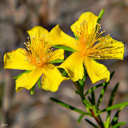 St. John’s Wort Herb Plant, 3 Starter Plugs – Bright Yellow Flowering Perennial