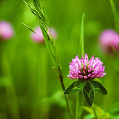 Red Clover Live Plant, Perennial Herb for Pollinator Gardens, 3.25 Inch Pot