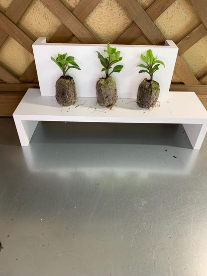 Gynura plant, 3 Starter plugs, Plant seedlings