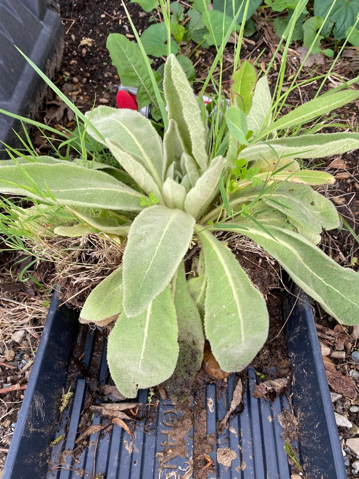 Mullein live plant, 3 Starter Plugs or 3.25 Inch Pot, Verbascum thapsus Perennial, Fuzzy Foliage for Sunny Gardens