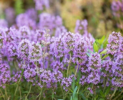 Lavender Thyme Live Plant, 3.25 Inch Pot