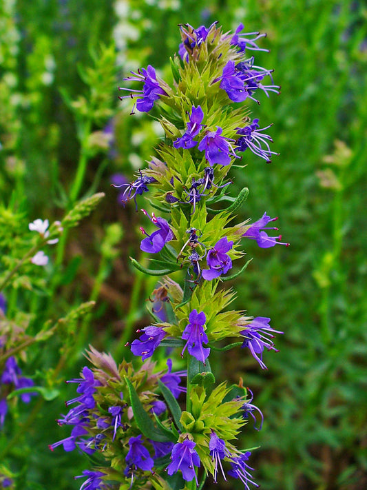 Hyssop Live Plant (Hyssopus Officinalis) 3.5 Inch Pot