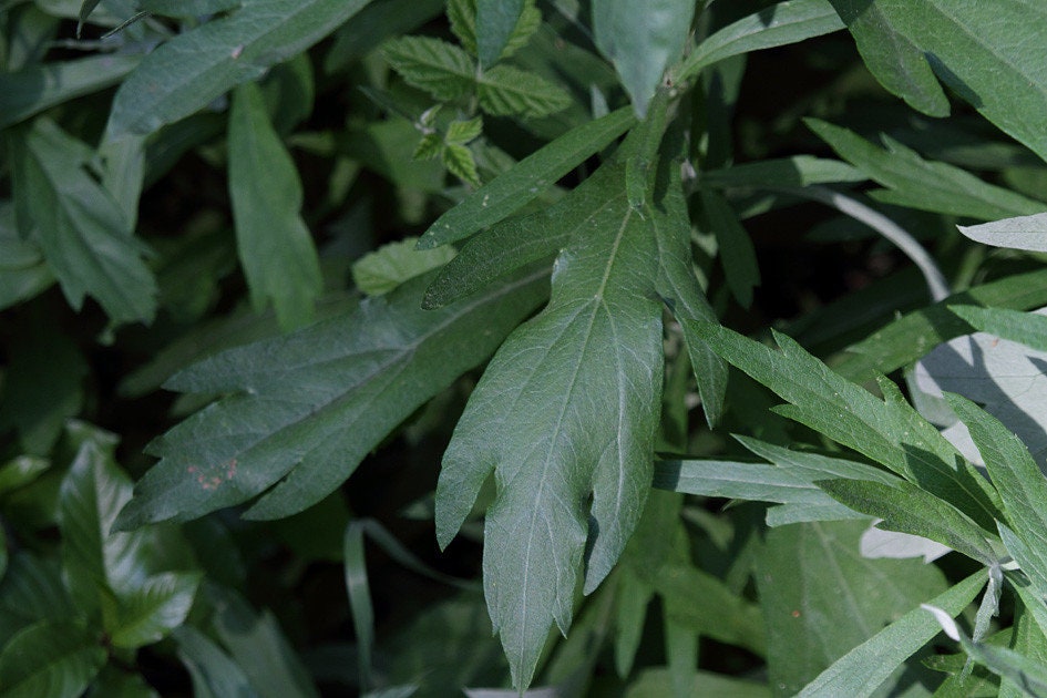 Mugwort Live Plant, 3.5 Inch Pot