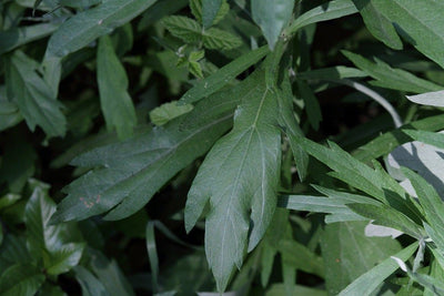 Mugwort Live Plant, 3.5 Inch Pot