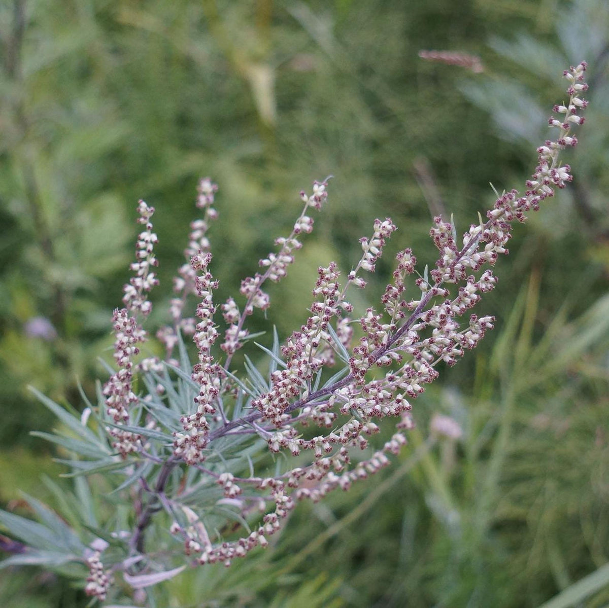 Mugwort Live Plant: Mosquito Repellent, Herbal Tea, Perennial