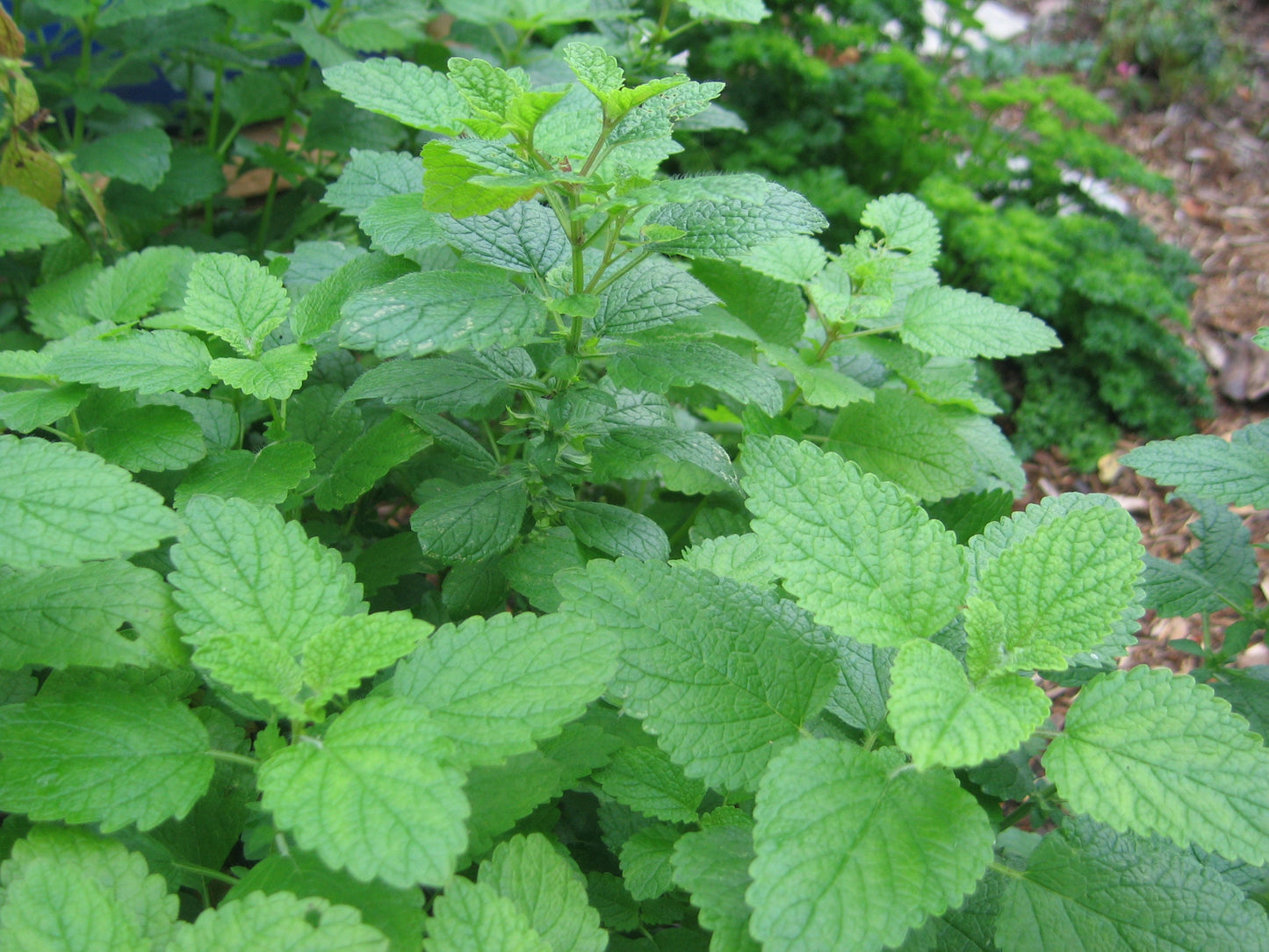 Lemon Balm Plant, 3.5 Inch Pot