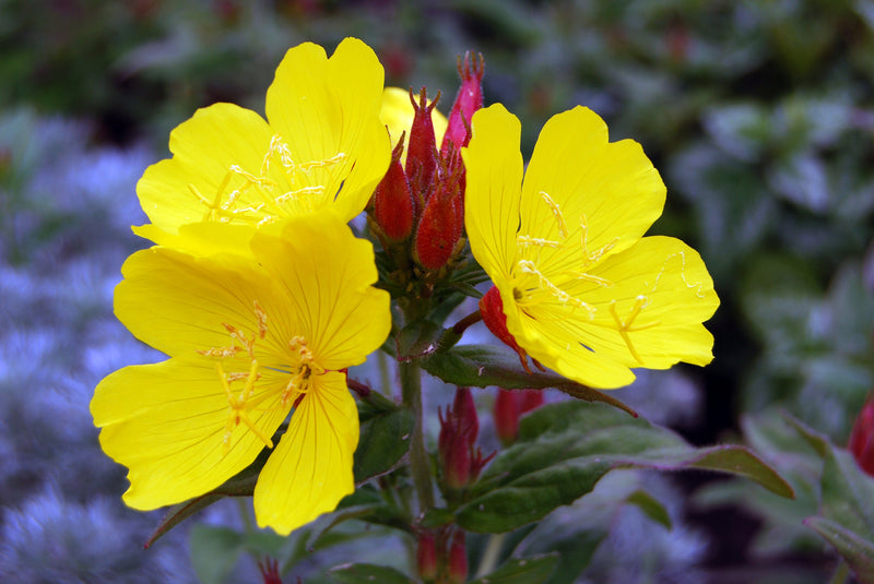 Evening primrose starter plugs, 3 plants for native gardens, fragrant dusk-blooming flowers