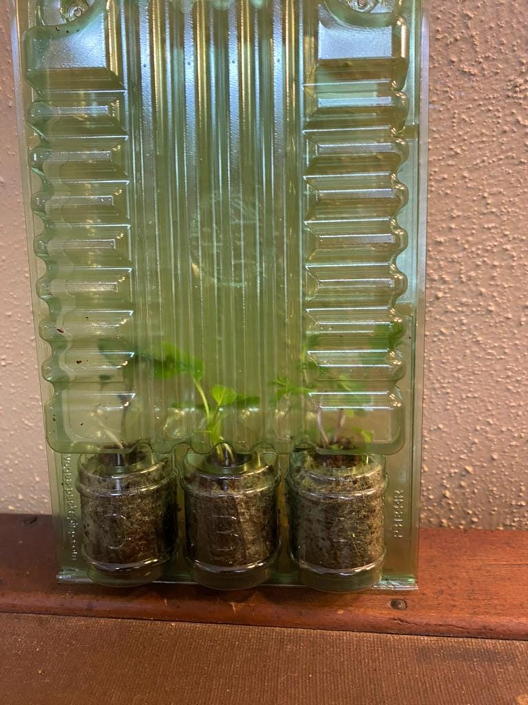 Lettuce Seedlings, 3 or 6 Live Plugs for Garden Transplants, Soil or Hydroponic Growing